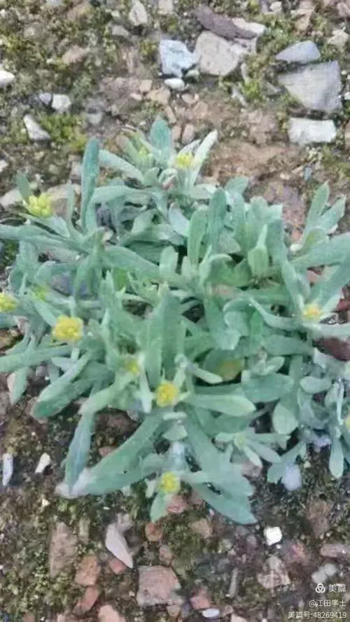 质朴无华水牛花